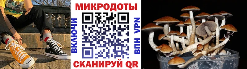 Псилоцибиновые грибы Psilocybe  хочу   Калач 
